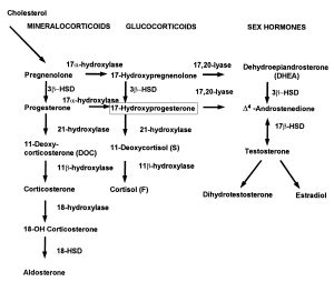 Steroid hormone biosynthesis pathway