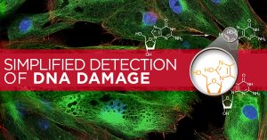 DNA Damage Blog Header