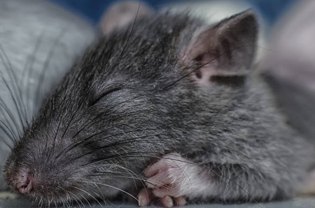 Sleeping Rat
