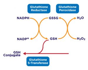 GSH-diagram