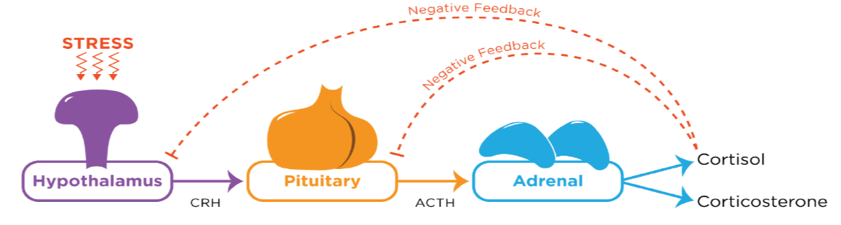 HPA AXIS GRAPHIC