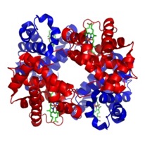 Hemoglobin