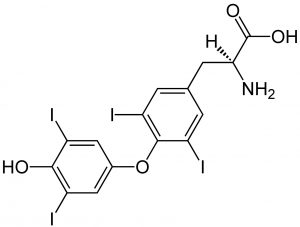K050-Thyroxine