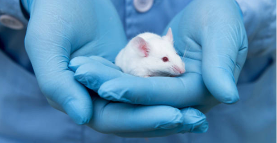 Image of gloved hands holding a laboratory mouse