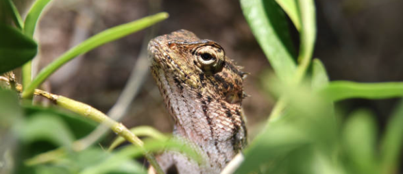 Image of an Eastern Fence Lizard.