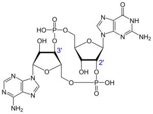 Cyclic GAMP Structure