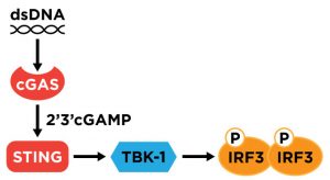 Cyclic GAMP Pathway