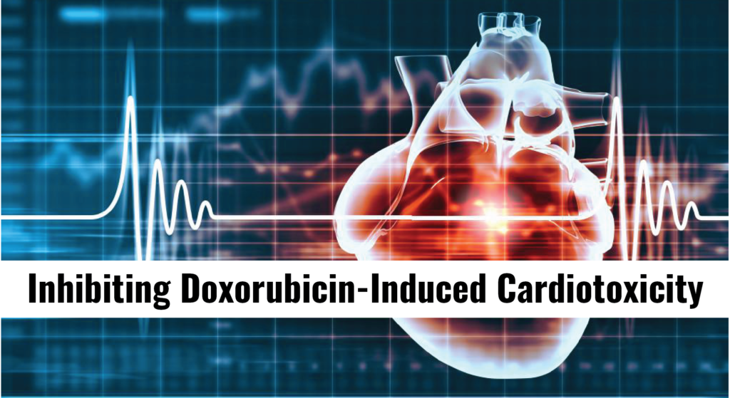 image for cardiotoxicity blog post