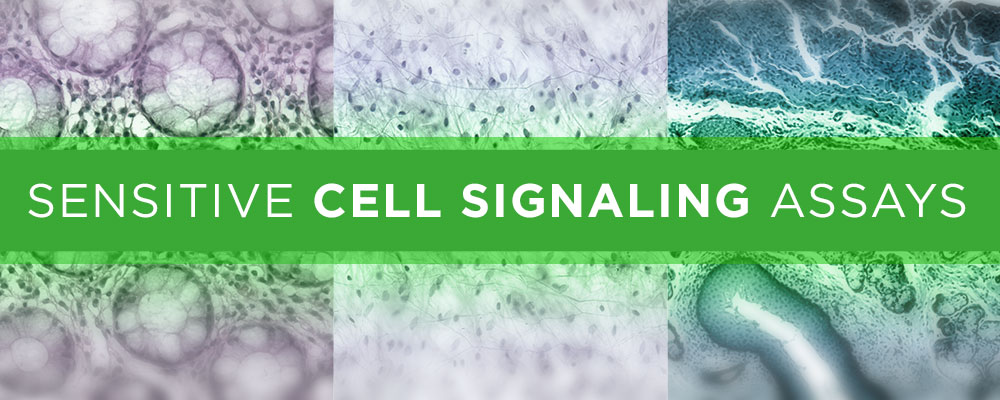 sensitive cell signaling assays graphic