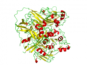 ceruloplasmin_2