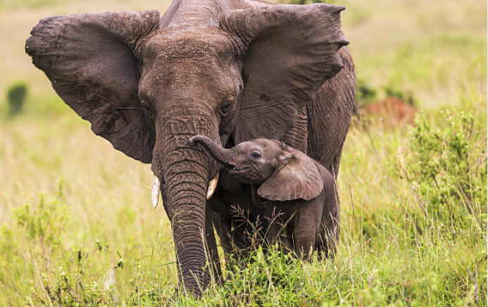 elephant and its baby