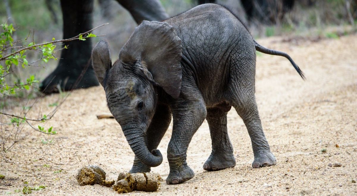 baby elephant with feces