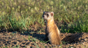 IMAGE OF A BLACK-FOOTED FERRET