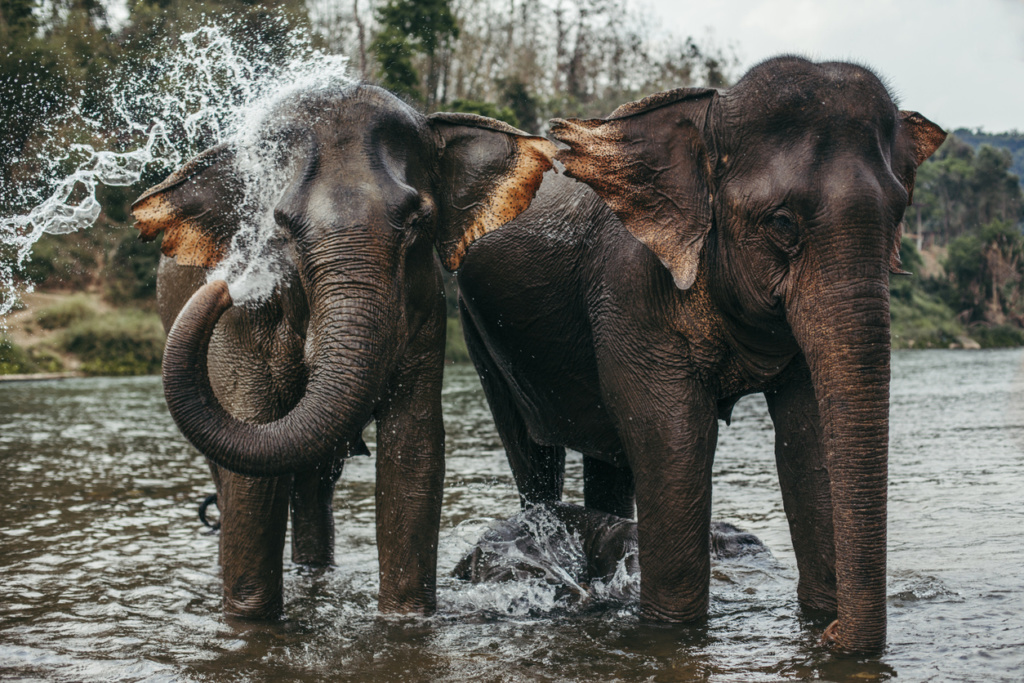 Image of Asian Elephants in the water.