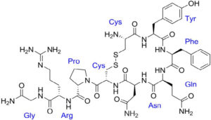 Arg8-Vasopressin (AVP) structure