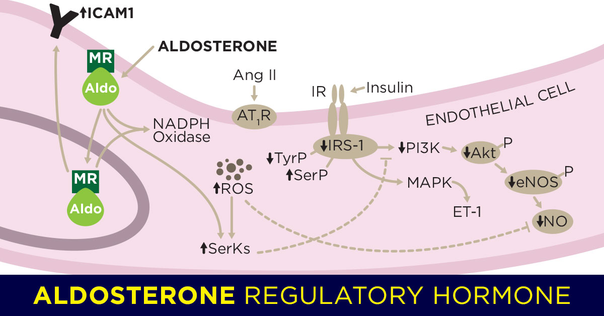 Aldosterone