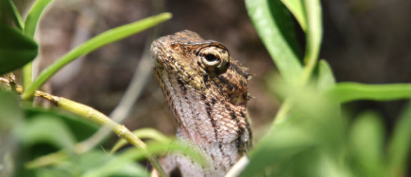 Lizards are feeling the heat image