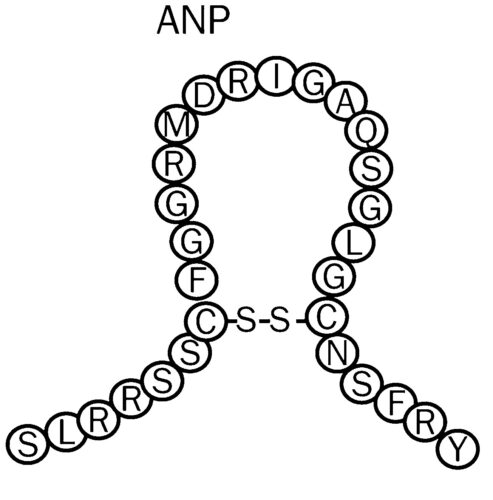 ANP structure