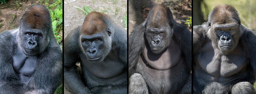 4 bachelor gorillas pose at the Bronx Zoo. Studies show that oxytocin levels are higher in gorillas in bachelor group housing than those in single management. Photograph by JULIE LARSEN MAHER for the World Conservation Society.