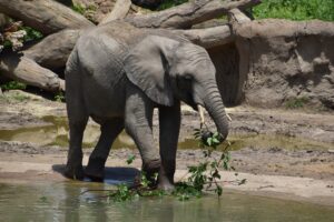 An elephant stands in a river while eating a leafy branch. Scientists are studying T3 hormone levels to determine why elephants are losing their appetite. Photo by Lesli Whitecotton.