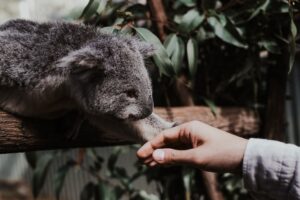 A gentle hand reaches out to a baby koala joey. Arbor Assays' Cortisol kits are being used to create new standards for stress monitoring in rescued koala orphans. Photo by Valeriia Miller.