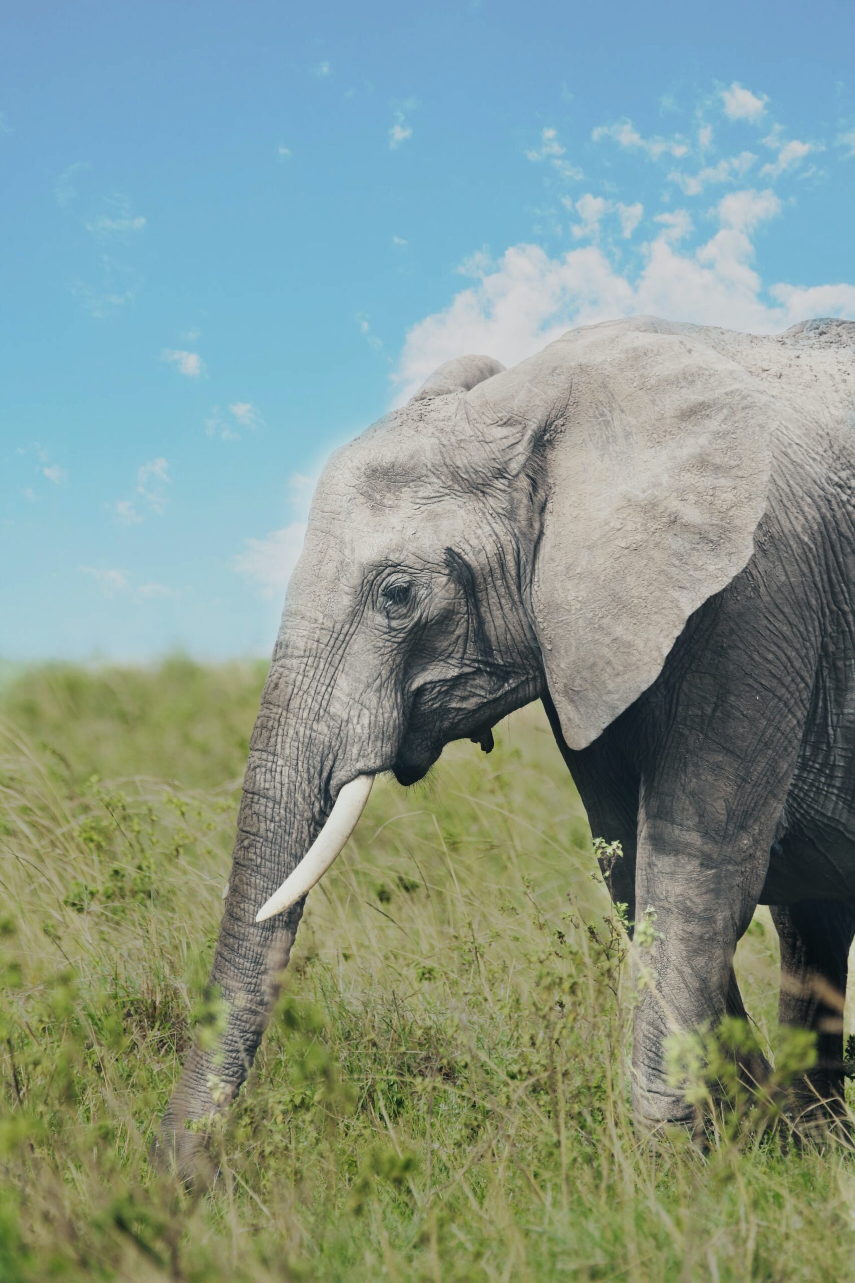 An elephant meanders through a grassy field with blue skies above. Scientists are measuring corticosterone levels in elephants to determine stress increases from human disturbance and climate change. Photo by Saifuddin Ratlamwala.