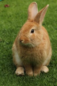 Measuring rabbit corticosterone levels help scientists determine proper shelter size and exercise levels for pets. Photo by Pixabay