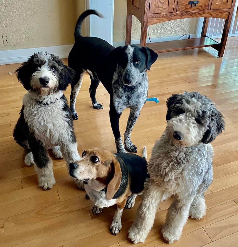 4 dogs