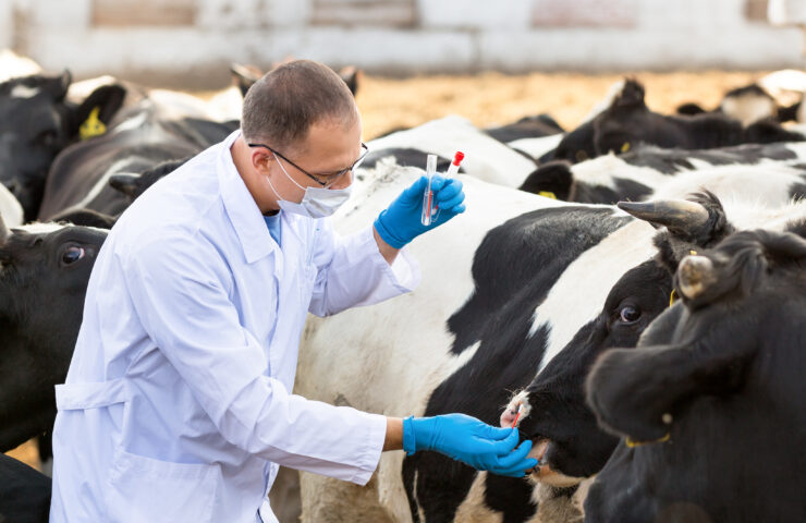 Sample validation determines whether the analyte of interest can be accurately measured without bias or matrix effects, like this vet getting a blood sample from a cow.